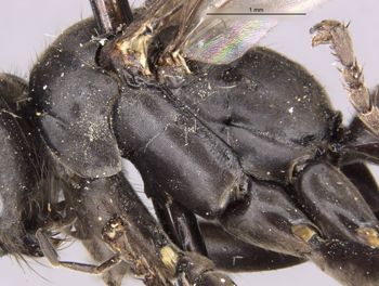 Media type: image;   Entomology 13699 Aspect: thorax lateral